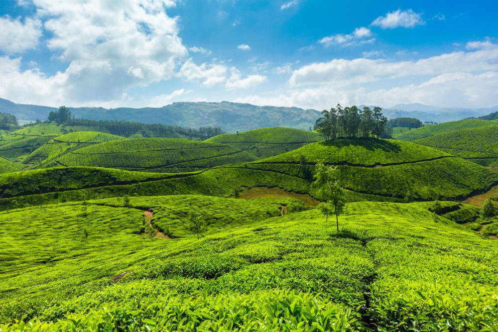 Munnar (1)